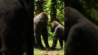 Gorilla Happy 😁 #jungleadventures #2025trends #futureviral #jungleking #reellife #usa #football #fyp