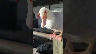 Счастливого понедельника с Моджей, нашей мускусной уткой.