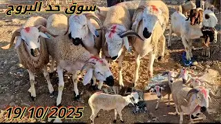 مباشرة من سوق حد البروج بني مسكين اقليم سطات مع اتمنة حولى ونعجة بتاريخ 19/10/2025 🐏🐑🐑