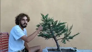 Bonsai - manutenzione estiva cipresso bonsai