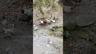 Morning of Ducks & Going For Dabbling #birds #beauty #dabbling #viralvideo #viral #shorts
