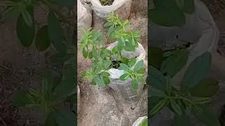 Waterleaf Farming (for robust growth)