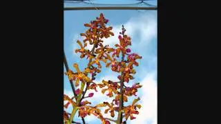 Rare three meter tall Vandopsis lissochiloides orchid