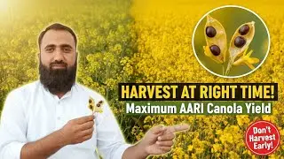 When to Harvest AARI Canola for Maximum Yield