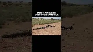 Arthropleura: The Massive 8-Foot Prehistoric Millipede&mdash;Is It Still Roaming the Earth?