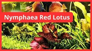 🌺 Ninfeia Red Lotus - Cuidados e Curiosidades | Plantas de Aqu&aacute;rio 🌺