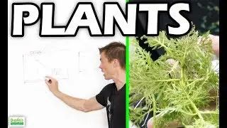 AQUARIUM PLANT FILTRATION: How Plants Can Help Filter Your Fish Tank