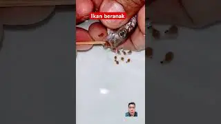Ikan melahirkan banyak anak #fisch #pesce #魚 #fishvideo #poisson #fish #dubbing #trending #shorts