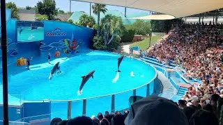 Must-see Dolphin Show at Zoomarine 🐬 | Algarve's Top Family Attraction! #DolphinShow #Zoomarine