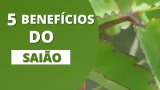 5 Benef&iacute;cios do Sai&atilde;o