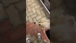 The Moment This Street Dog Realized He Was Rescued🐕🐶❤️ #youtube #shorts #furry #dog