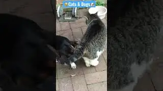 🐶Funny & cute Jack A Bee (Beagle Jack Russell) Puppy Ivory plays with Cat Sadie #dogs #cats😽