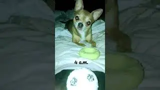 Dog game #shorts #dog #gaming #gamer #fyp #funny #night #игры #чихуахуа #ночь