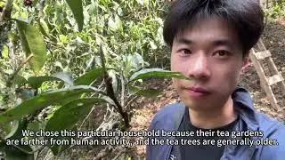 Top-grade ancient tea garden - Lao Ban Zhang Pu'er tea