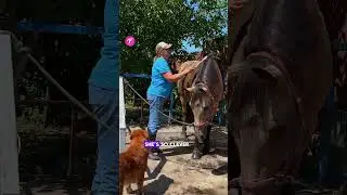 Smart Dog Helps with Stable Chores! #shorts