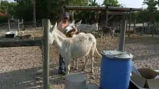 Burro americano