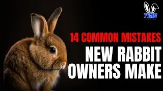 14 Common Mistakes NEW Rabbit Owners make
