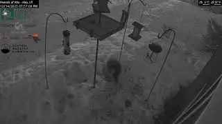 2025-12-14 - Day - Friends of Alta - Alta, UT - Live Stream Bird Feeder Cam