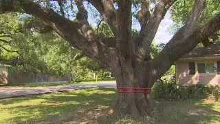 Hedwig Village neighbors fighting to save 100-year-old oak tree