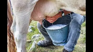 Menya byinshi k'ubworozi bw'inka z'umukamo