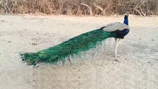 Beautiful Peacock Bird 4K Ultra HD