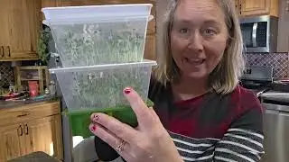 2-Tier Sprouting Kit with Drain Spout &ndash; Stackable Seed Sprouter Trays | 5 Day Review