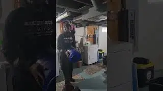 bat in basement ohio