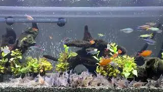 Relaxing Aquarium 1636 / 熱帯魚50種混泳水槽 アクアリウム ディナータイム 4K