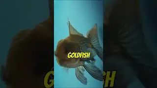 Fun Facts About Goldfish #aquarium #fishtank #fishkeeping