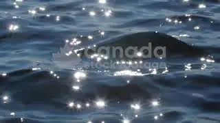 Slow motion sparkling blue summer lake water stock video. Sun sparkles. Summer vibes. HD.
