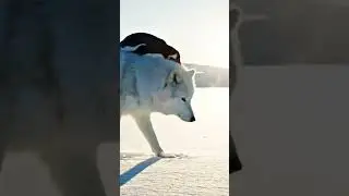 Brave Hero Save | WHITE STORM ALLIANCE 🐺🐧 | Cinematic Arctic Twist