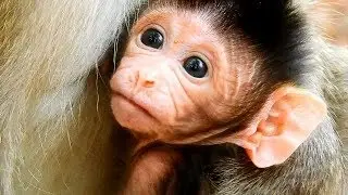 Newborn Barbi's good healthy, Look so cute baby tiny monkey Barbi