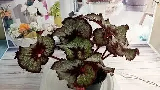 Бегония - любовь моя. 5 серия