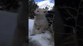 White Wolf Dog Puppy