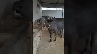 Real Buffalo Sound in Indian Village | Original Animal Voice