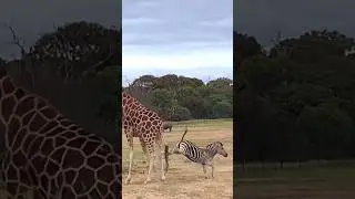 Zebra Defends Its Baby Against a Giraffe Stare! Incredible Scene! #zebra #giraffe #wildlife #fight