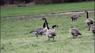 Geese Honking Sounds