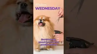 💜Wisdom Wednesday!🐶   Want to make grooming a positive experience for your dog?💭🤔