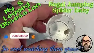 Baby Regal Jumpers growing fast pt 1