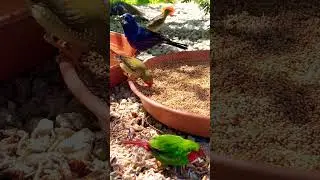 Finches and Softbills | Aviary Birds