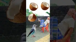 Rounding cut coconuts to Pigeon, Owl, Parrot & Cuckoo - Birds names magic video