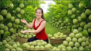 Harvesting Giant Thai Custard Apples to Sell at the Market | Sweet & Profitable