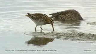 Common Snipe