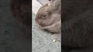 Best Friends #bunnyvideo #cuteanimals #animallover #cutepets #cutebunny