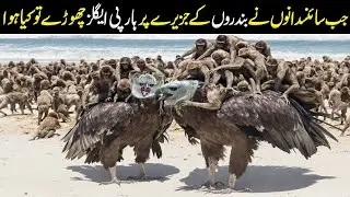 Scientists Released Two Harpy Eagles on a Monkey Island — The Result Shocked Everyone
