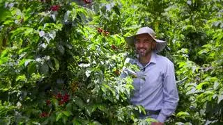 Miradas extranjeras hacia el café Urraeño
