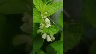 A beautiful weed: White Dead Nettle.