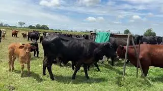 Bos bag in action for buffalo fly control