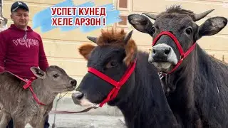 ОЧА БАЧА ВА БУҒУЗИ ХЕЛЕ АРЗОН 3 февраля 2026 г.