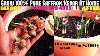 Вырастите 100% чистый шафран/кесар дома &mdash; самый простой способ (с обновлениями)